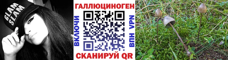 где продают наркотики Теберда Галлюциногенные грибы Psilocybine cubensis
